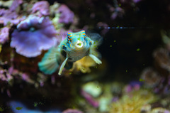 Synchiropus picturatus