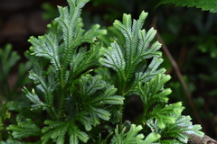 Selaginella uncinata