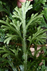 Selaginella uncinata