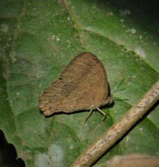 Paryphthimoides poltys