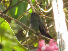 Haplophaedia aureliae