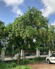 Barringtonia acutangula