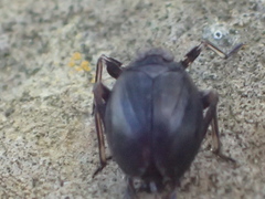 Phylloscelis atra