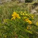 Senna birostris - Photo (c) Lucas Carbone, some rights reserved (CC BY-NC), uploaded by Lucas Carbone