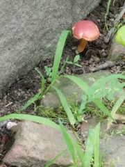 Hortiboletus rubellus