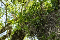 Cyrtorchis arcuata arcuata