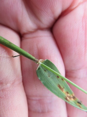 Hordeum murinum glaucum