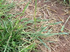 Hordeum murinum glaucum
