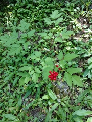 Actaea rubra rubra
