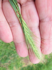 Hordeum murinum glaucum
