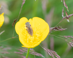 Platycheirus manicatus