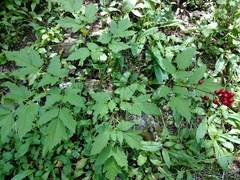 Actaea rubra rubra