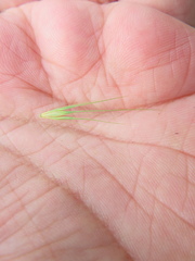 Hordeum murinum glaucum