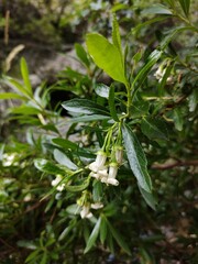 Escallonia cordobensis