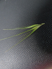 Hordeum murinum glaucum