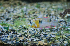 Mikrogeophagus altispinosus