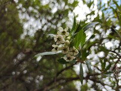 Escallonia cordobensis