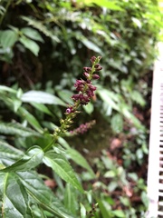 Veronicastrum formosanum