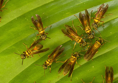 Polybia chrysothorax