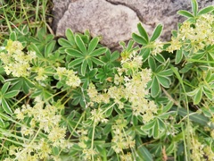 Alchemilla alpigena