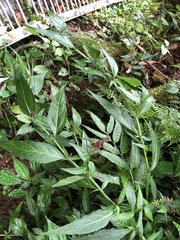 Veronicastrum formosanum