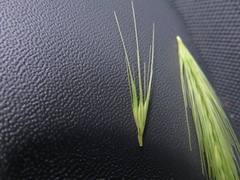 Hordeum murinum glaucum