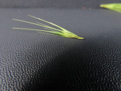 Hordeum murinum glaucum