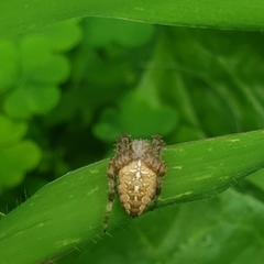 Araneus diadematus