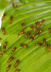 Polybia chrysothorax