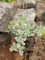 Lavandula pinnata