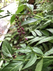 Veronicastrum formosanum