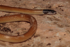 Rhynchocalamus melanocephalus