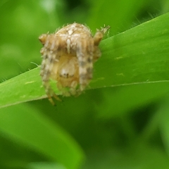 Araneus diadematus