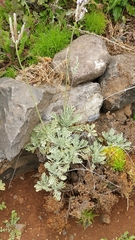 Lavandula pinnata