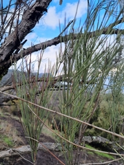 Retanilla ephedra