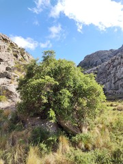 Escallonia cordobensis