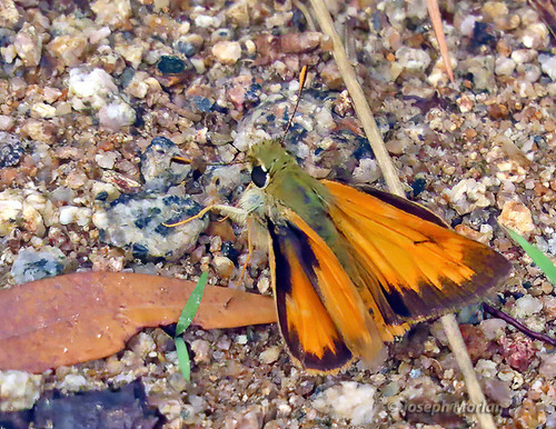 Taxiles Skipper photo 4