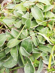 Salix pyrenaica