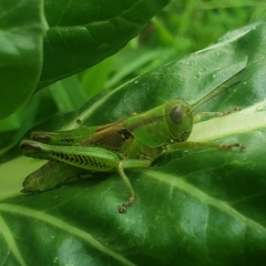 Melanoplus bivittatus