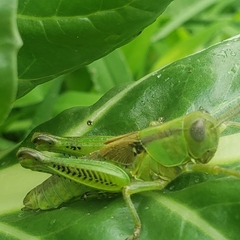 Melanoplus bivittatus