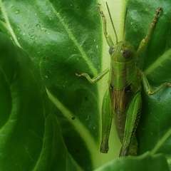 Melanoplus bivittatus
