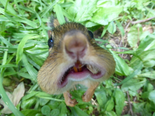 Southeastern Chipmunk photographed in Georgia