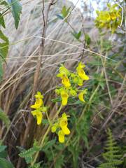 Calceolaria teucrioides
