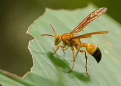 Agelaia constructor