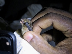 Myotis nigricans