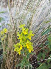 Calceolaria teucrioides