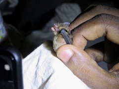 Myotis nigricans