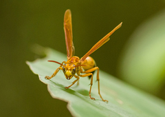 Agelaia constructor
