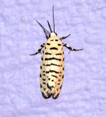 Tarache idella
