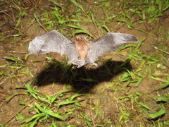 Myotis nigricans